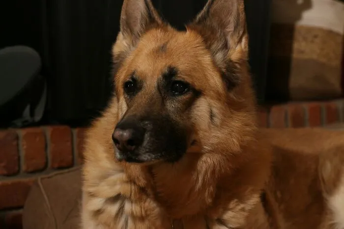 These 40 Sneaky Pets Knew Exactly What They Were Doing, And It’s Equal Parts Genius And Evil