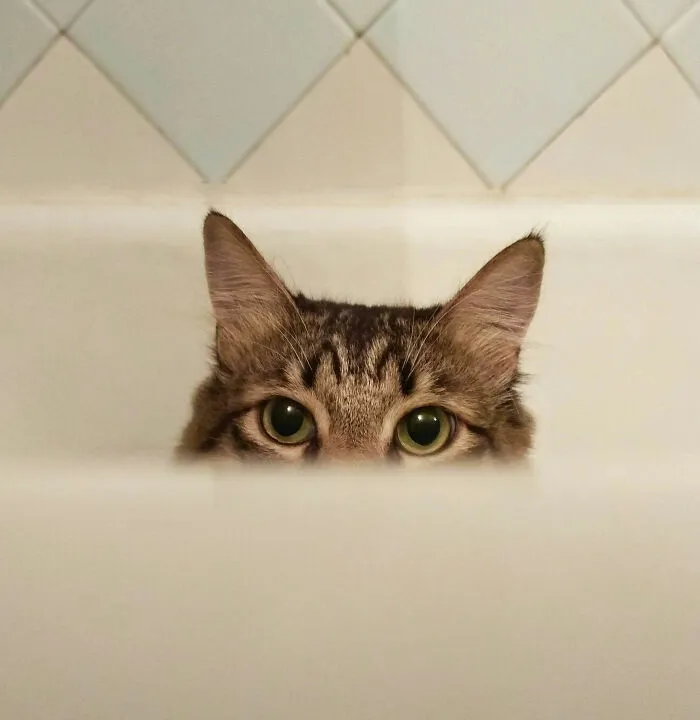 These 40 Sneaky Pets Knew Exactly What They Were Doing, And It’s Equal Parts Genius And Evil