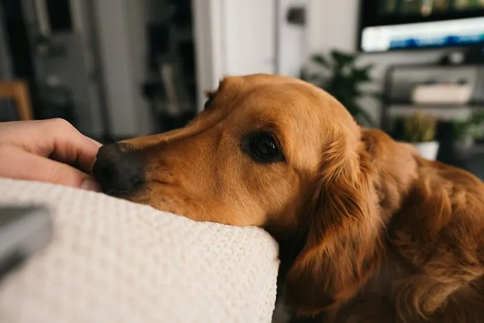 These 40 Sneaky Pets Knew Exactly What They Were Doing, And It’s Equal Parts Genius And Evil