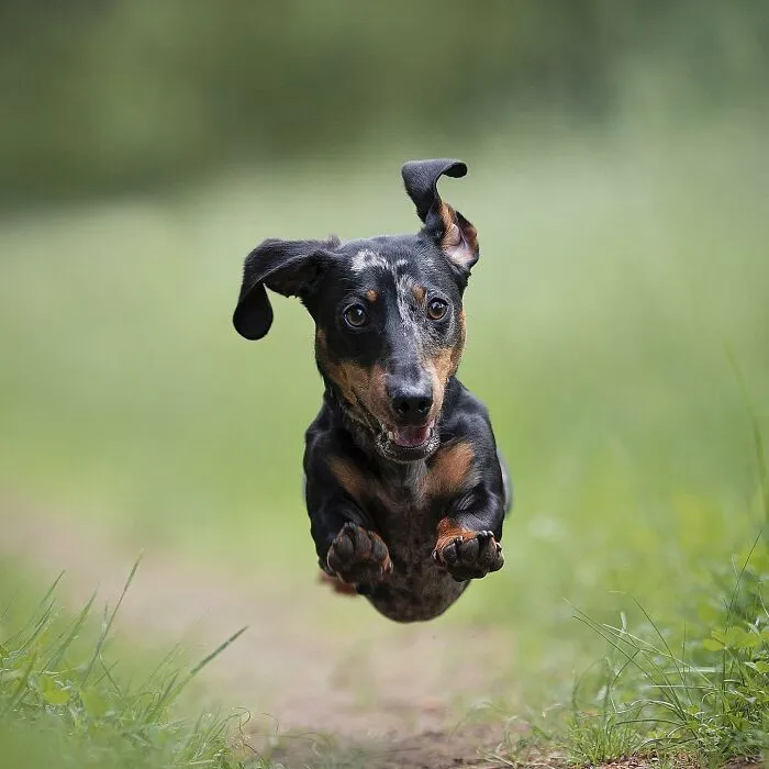 50 Of The Funniest Animal Photos Shared By Our Community