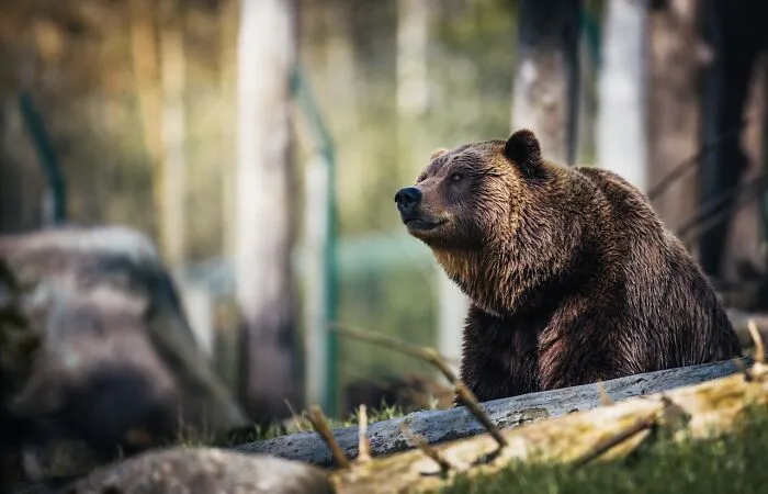 "Run Away As Fast As You Can": 50 Fake Survival Tips That No One Should Follow
