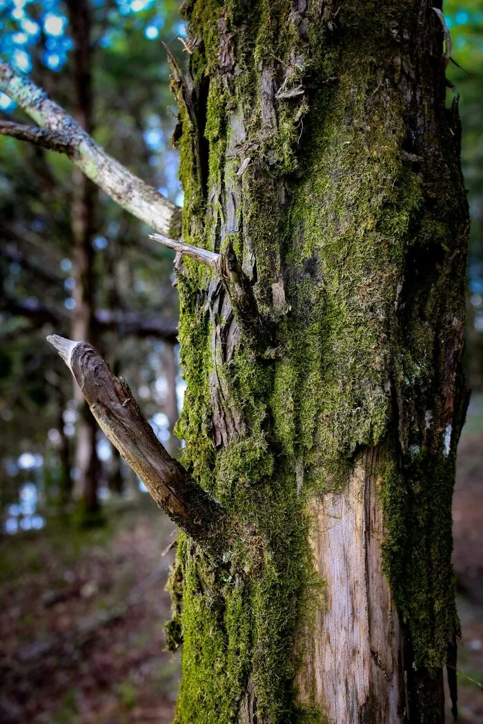 "Run Away As Fast As You Can": 50 Fake Survival Tips That No One Should Follow
