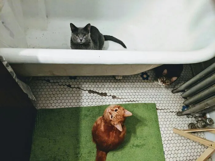 These 40 Sneaky Pets Knew Exactly What They Were Doing, And It’s Equal Parts Genius And Evil