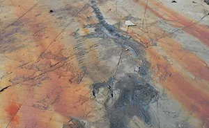 Patagonia's Ice Gives Up A 100-Million-Year-Old Sea Reptile, Fossilised And Pregnant