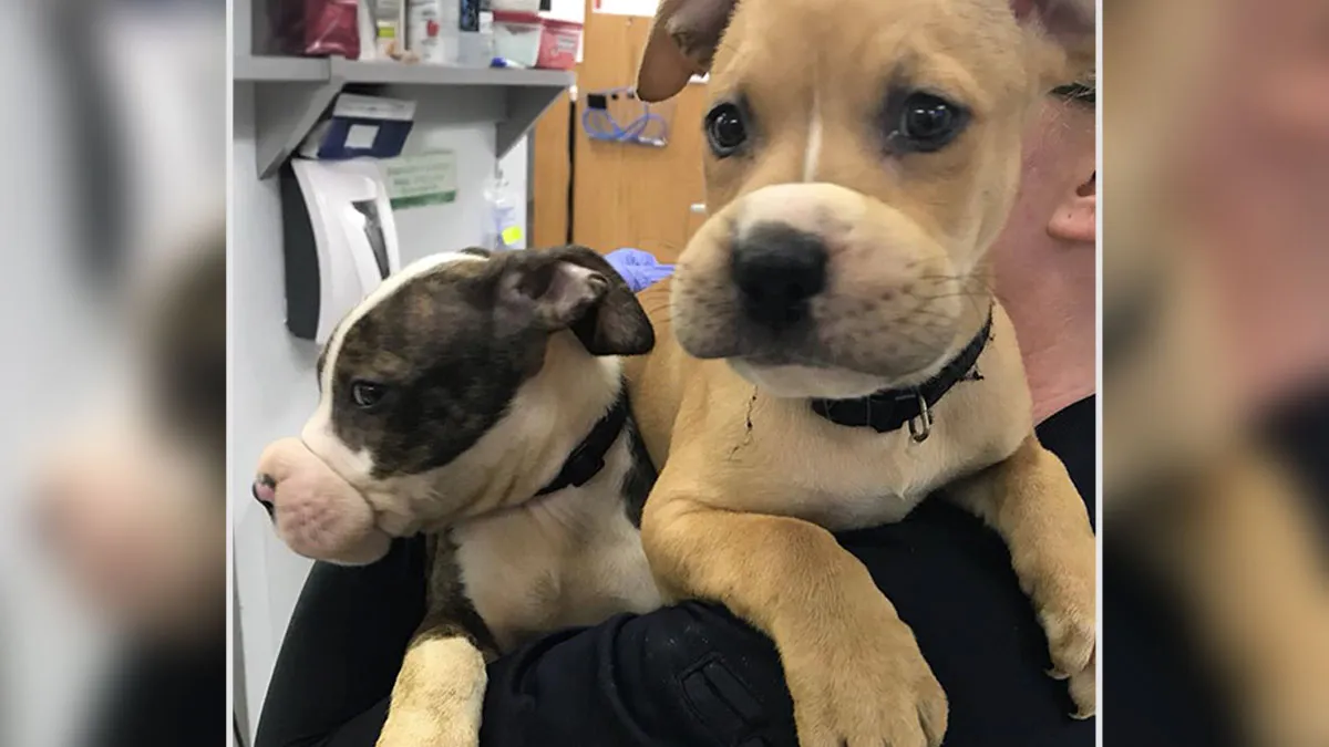 Puppies With Rubber Ties Around Their Mouths Can’t Contain Their Happiness After Spotting Rescuers