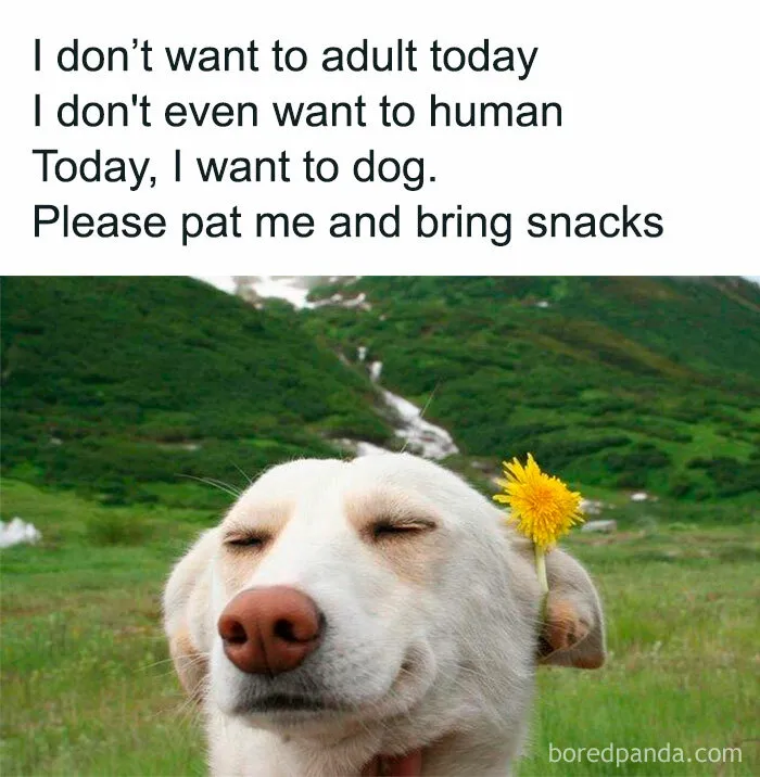 50 Random Memes That Prove Humor Is Our Only Coping Mechanism