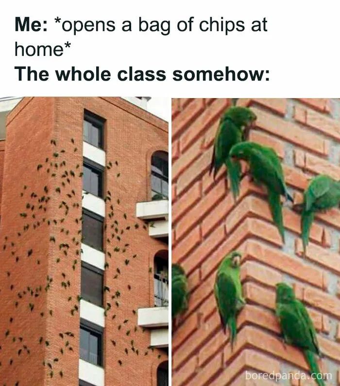 A humorous meme showing many green parrots gathering on a building, related to funny and random memes.