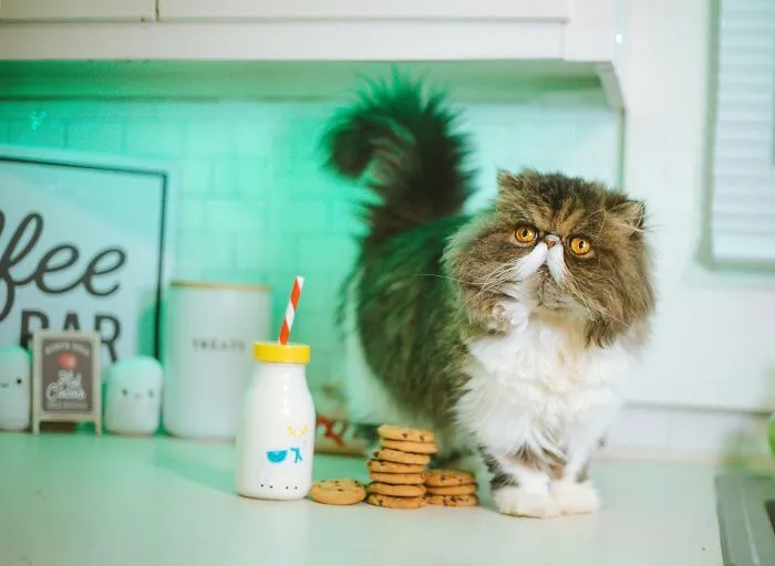 These 40 Sneaky Pets Knew Exactly What They Were Doing, And It’s Equal Parts Genius And Evil
