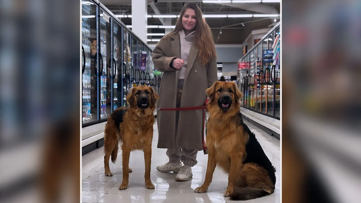 Golden Retriever And German Shepherd Have Mixed Puppies And People Can’t Get Enough Of Them