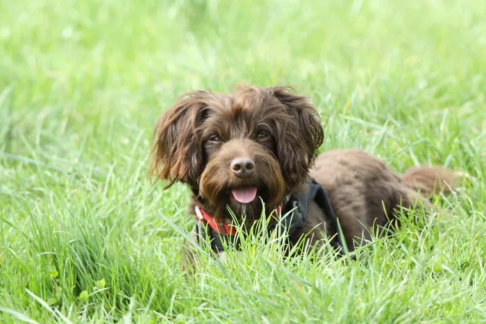 Rocky, My 6 Year Old Rescue