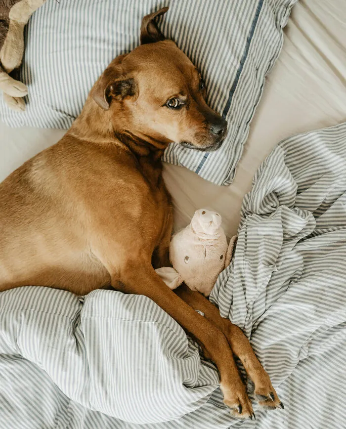 These 40 Sneaky Pets Knew Exactly What They Were Doing, And It’s Equal Parts Genius And Evil