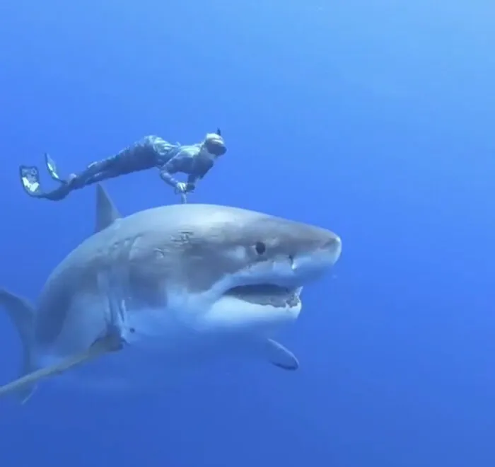 This Is Incredible.. Oceanographer Ocean Ramsey Swimming With One Of The Biggest Great White Sharks Ever Recorded At 20ft By 8ft