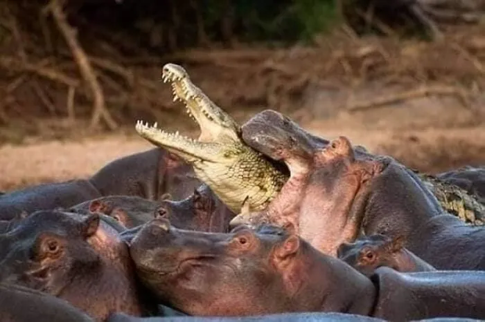 Cocodrilo abriendo la boca entre grupos de hipopótamos, una creación de la madre naturaleza que da miedo.
