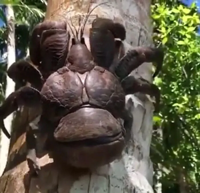 Cangrejo gigante en árbol, una de las creaciones de la madre naturaleza que nos ha dado mucho miedo por su tamaño y aspecto.