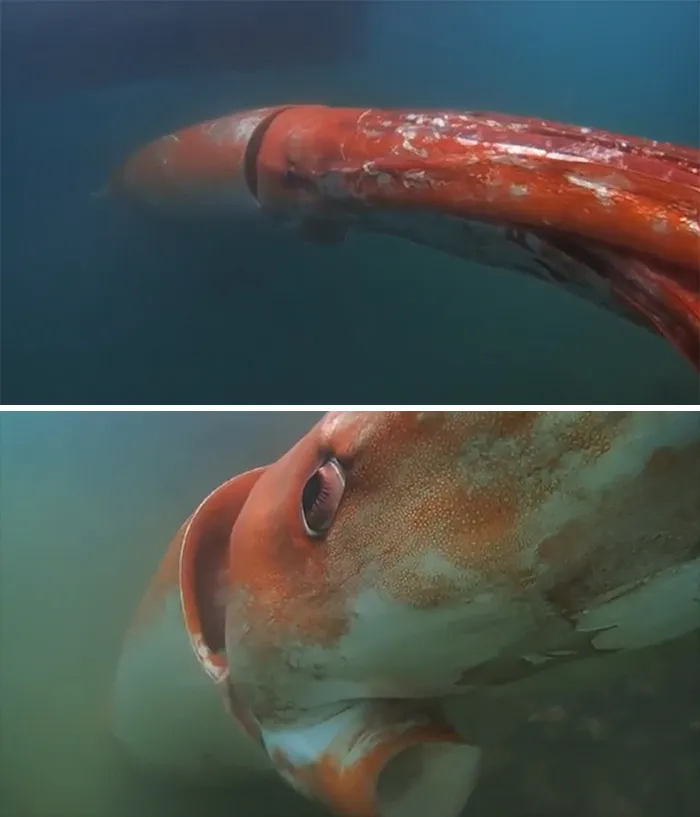 Calamar gigante rojo nadando en aguas profundas, una de las creaciones de la madre naturaleza que causa mucho miedo.