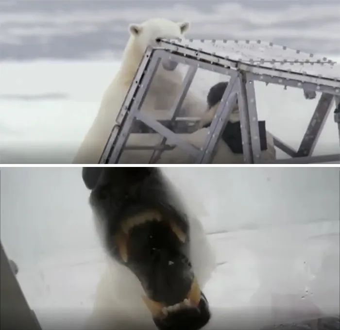 Wildlife Filmmaker Tests The Integrity Of A Bear Box Against A Full Grown Polar Bear