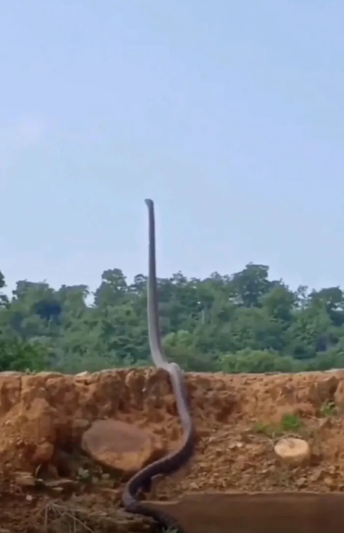 Serpiente ratonera india explorando el área