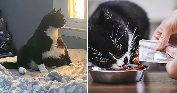 "Don't Give Me Advice On How To Starve My Cat": Woman Flips Out After Getting Called Out