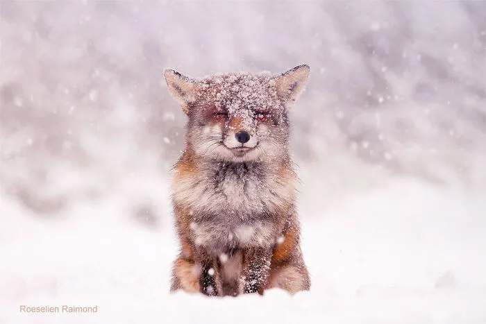 50 Of The Funniest Animal Photos Shared By Our Community