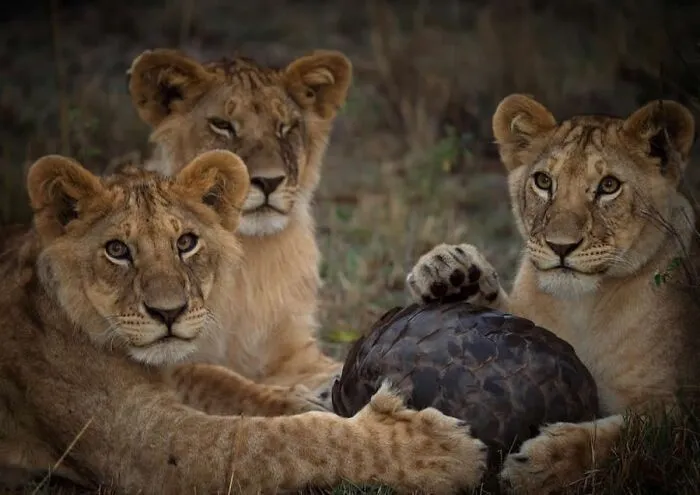 Three young lions resting on grass with a pangolin in a mesmerizing wildlife photo capturing nature's beauty.