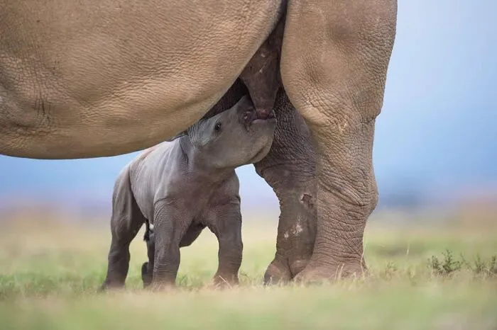 This Photographer Spent Years In The African Wilderness, And These Are 50 Moments He Captured