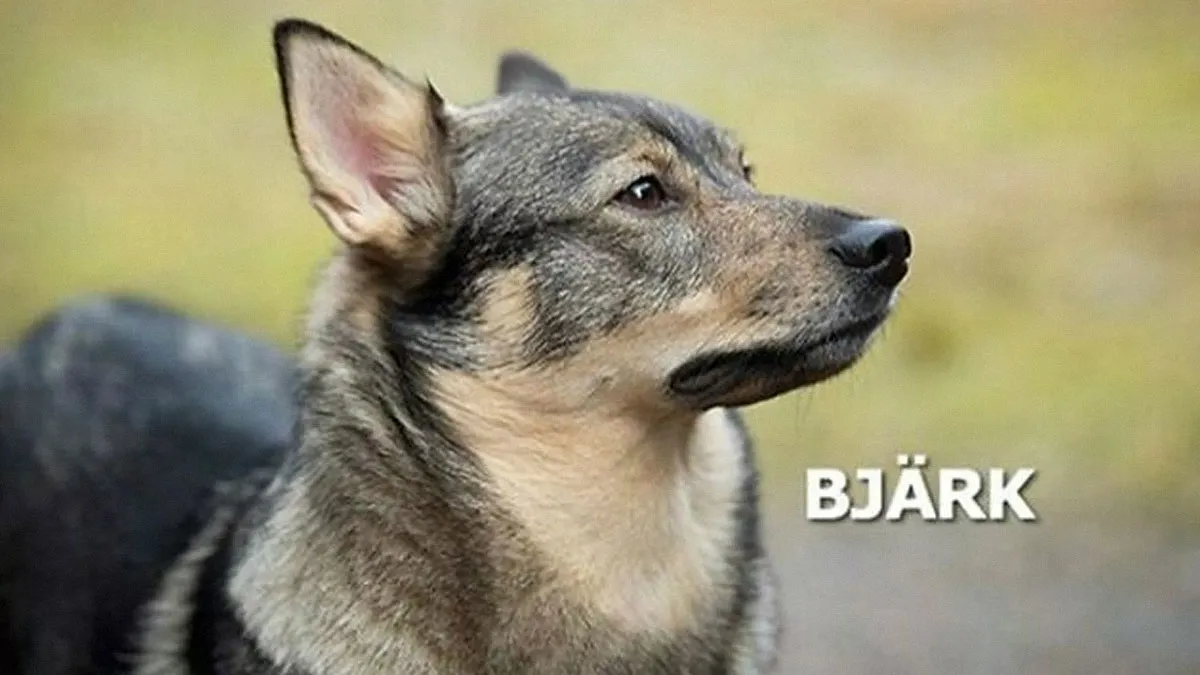 119 Times Dogs Were So Funny They Had To Be Turned Into Memes