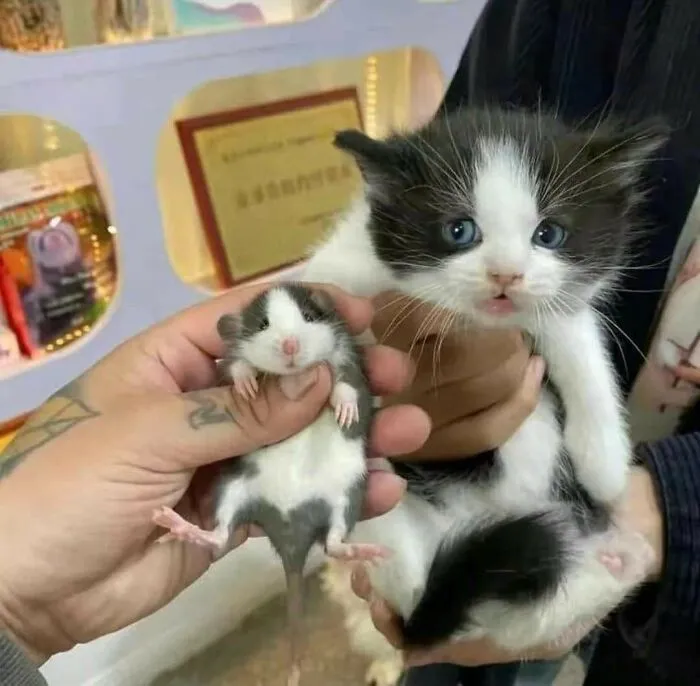 37 Momentos divertidos con gatos que había que compartir