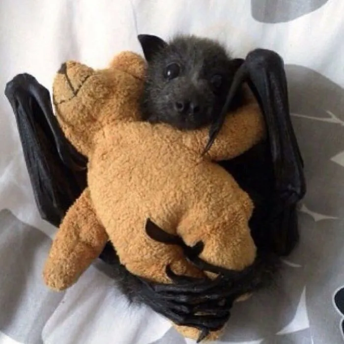 50 Times People Spotted The Cutest Animals And Just Had To Take A Pic Of Them