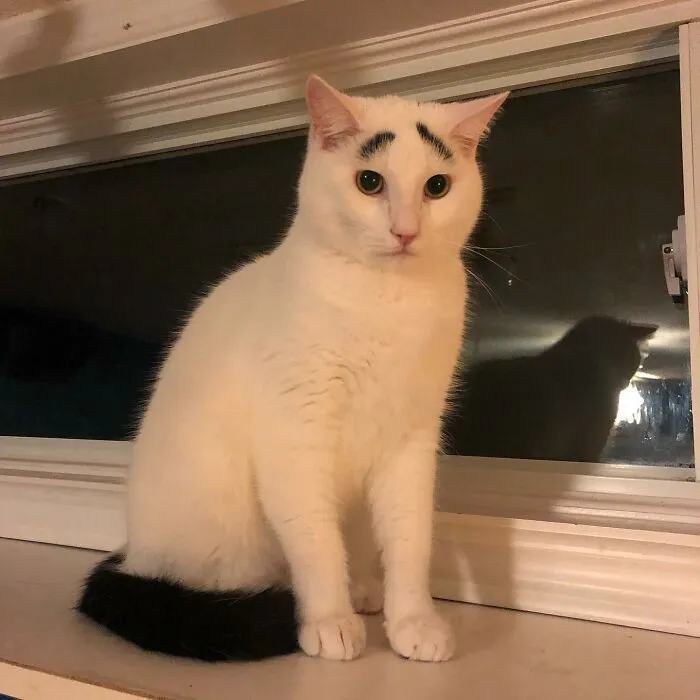Las cejas son la corona del gato