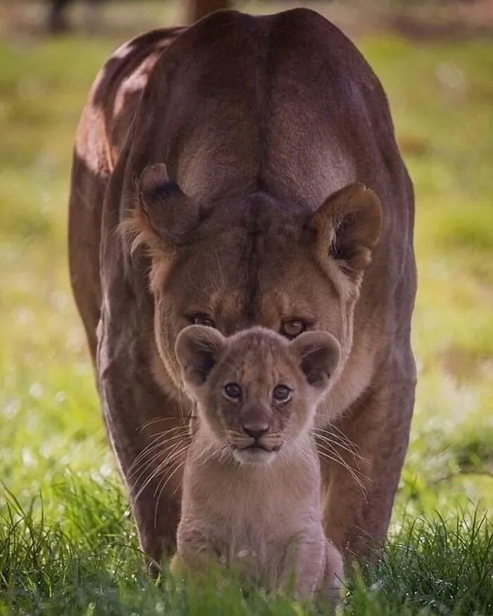 50 Times People Spotted The Cutest Animals And Just Had To Take A Pic Of Them