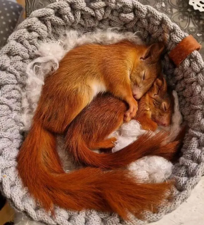 50 Times People Spotted The Cutest Animals And Just Had To Take A Pic Of Them