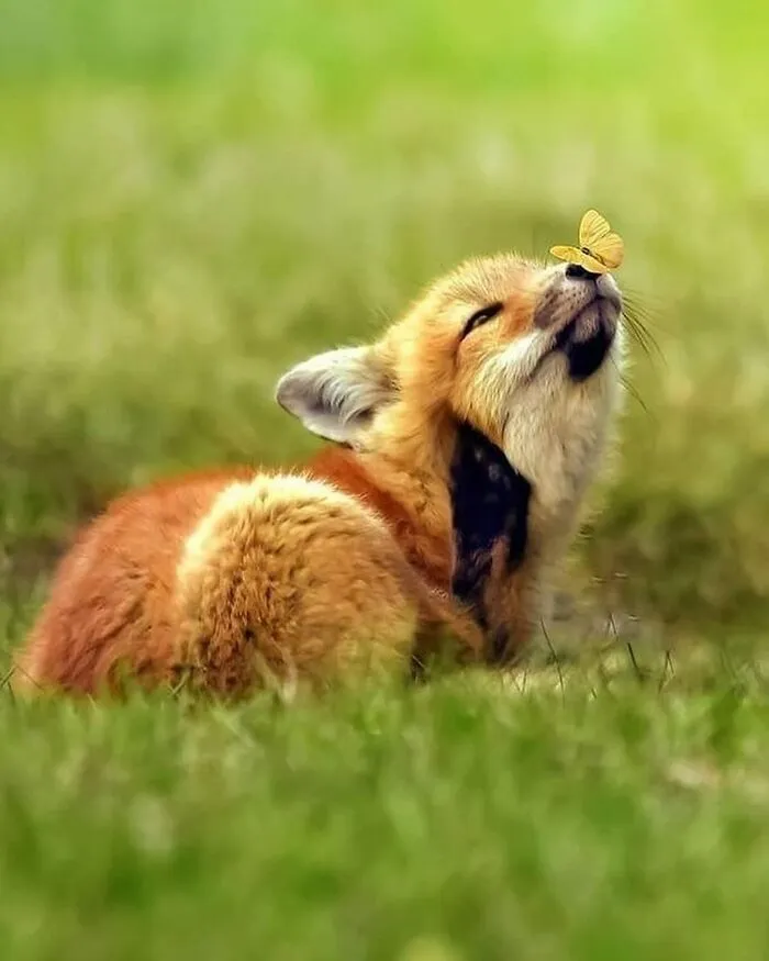 50 Times People Spotted The Cutest Animals And Just Had To Take A Pic Of Them