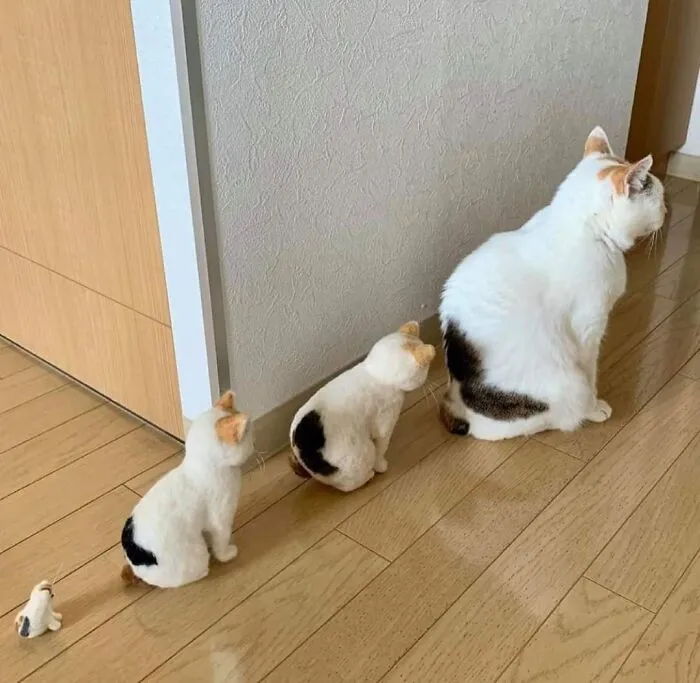 37 Momentos divertidos con gatos que había que compartir