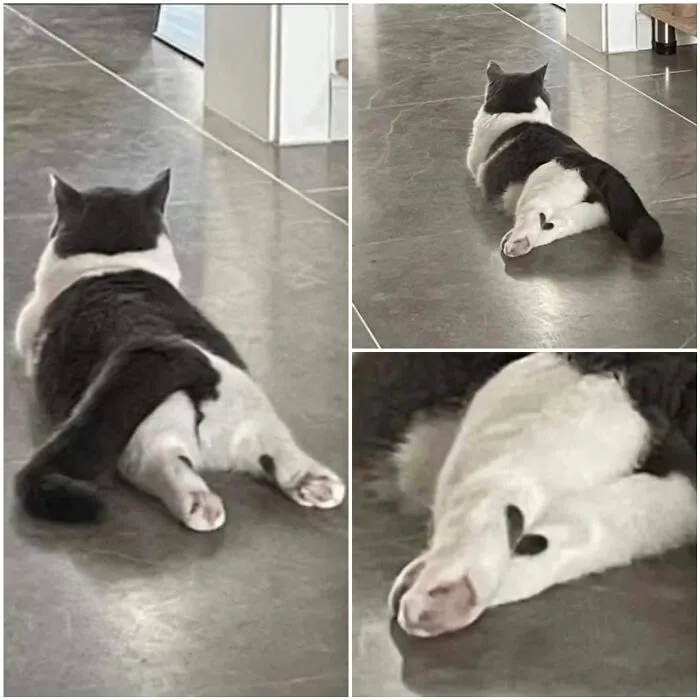 37 Momentos divertidos con gatos que había que compartir