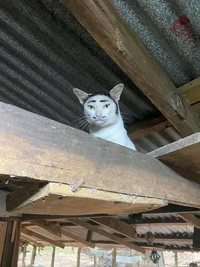 Gato blanco con manchas negras que parecen cejas, en un lugar rústico, momentos divertidos con gatos compartidos.