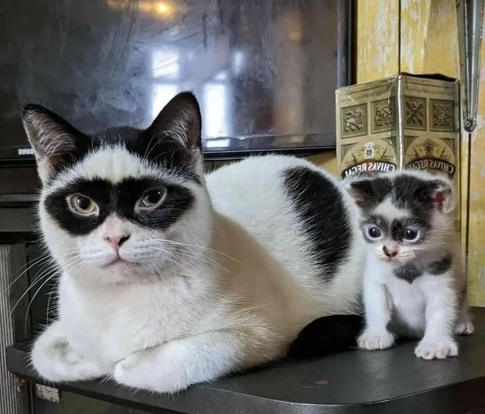 37 Momentos divertidos con gatos que había que compartir