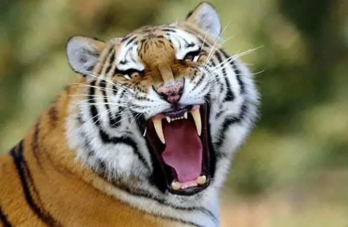 I Took 35 Stunning Wildlife Photos Just Two Kilometers From Home