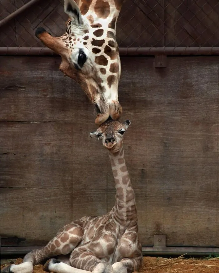 50 Times People Spotted The Cutest Animals And Just Had To Take A Pic Of Them