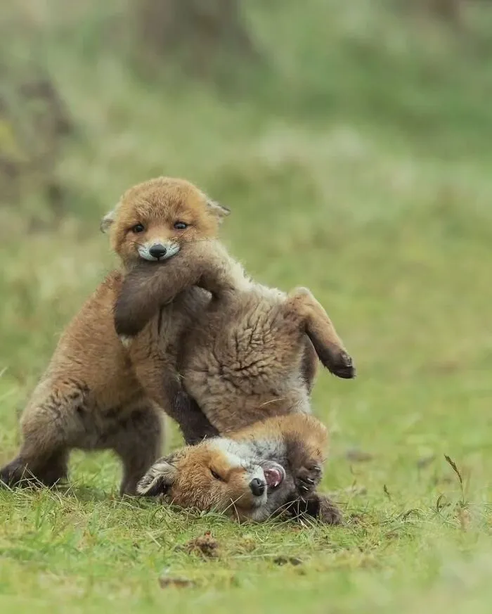50 Times People Spotted The Cutest Animals And Just Had To Take A Pic Of Them