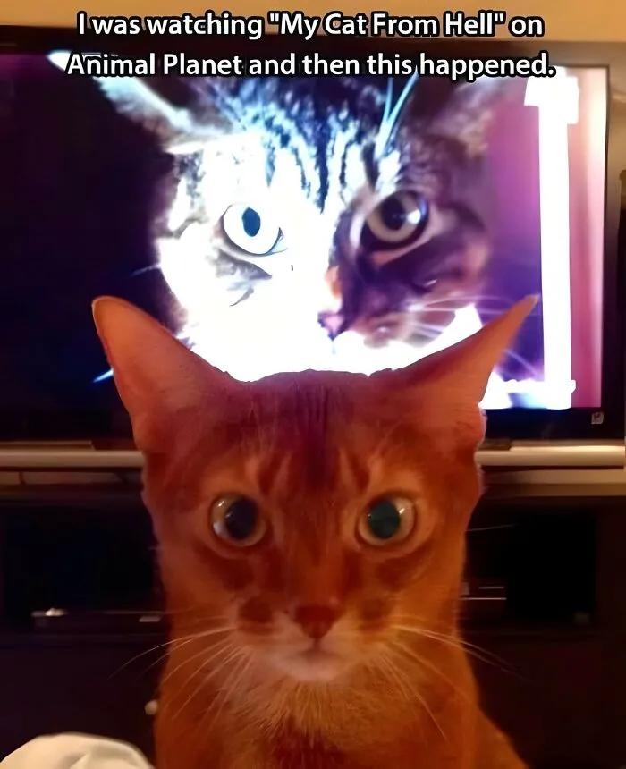 50 Times Cats Committed The Most Annoying Crimes But People Just Couldn’t Be Mad At Them (New Pics)