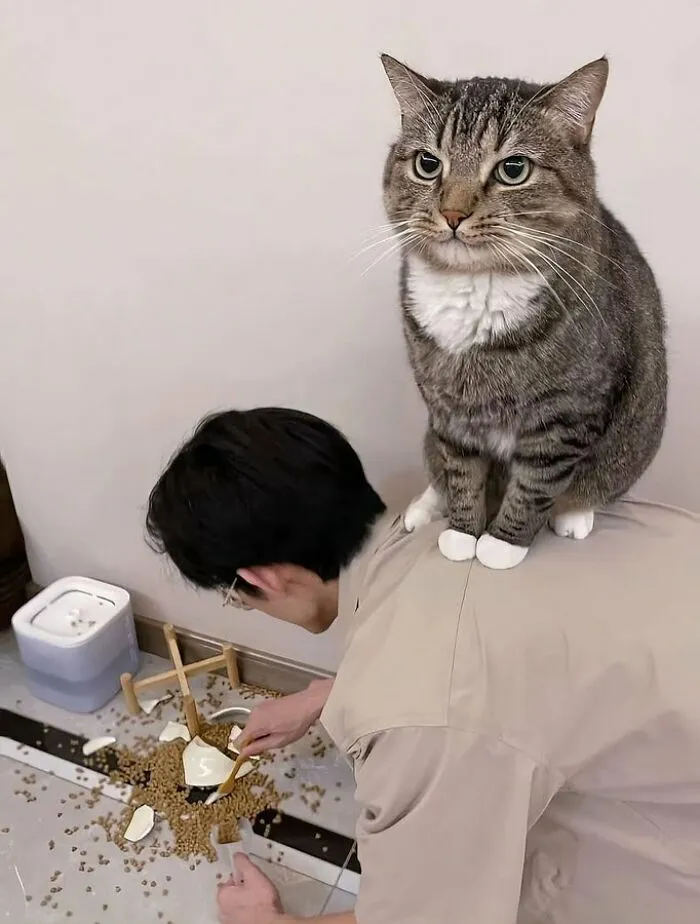 37 Momentos divertidos con gatos que había que compartir