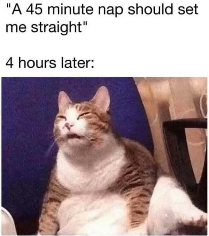 Funny and cute animal meme showing a sleepy cat after a long nap, capturing a humorous and relatable moment.