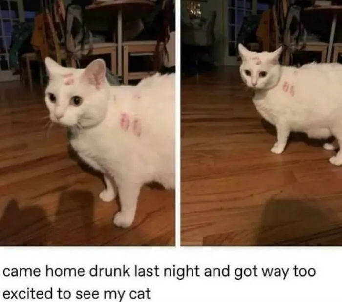 White cat with funny lipstick kiss marks on its fur, featured in cute animal memes that bring smiles today.