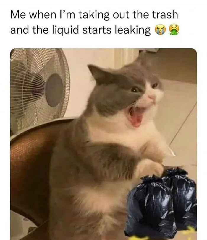 Funny and cute animal meme of a surprised cat reacting to leaking trash bags, perfect for smiles and laughter today.