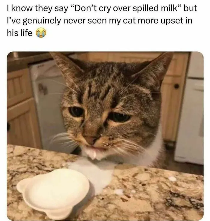 Upset cat with spilled milk on a kitchen counter, a funny and cute animal meme that might make you smile today