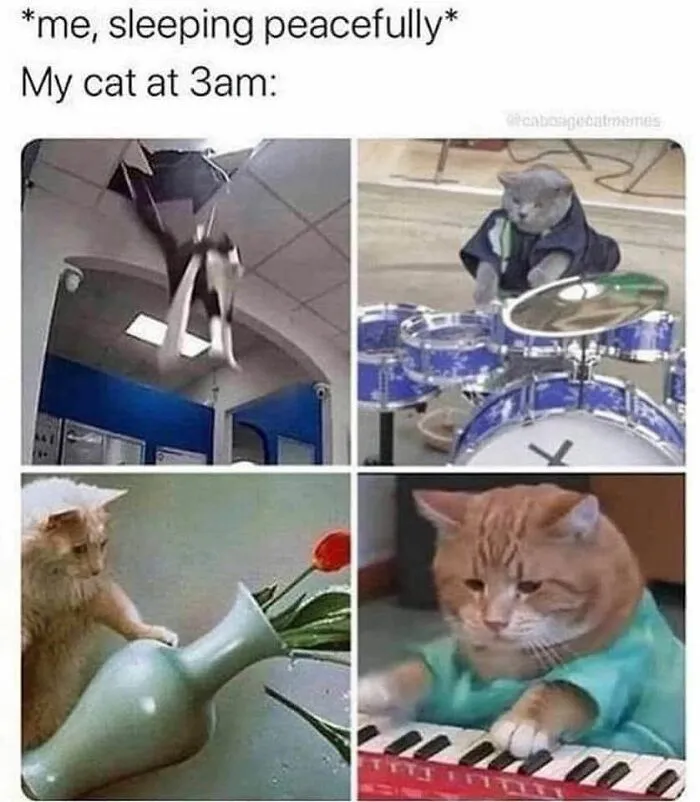 Four funny and cute animal memes showing cats causing chaos and playing instruments at 3am, perfect for funny and cute animal memes.