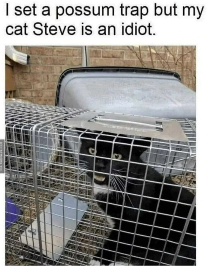 Black and white cat caught inside a possum trap, part of funny and cute animal memes that might make you smile.