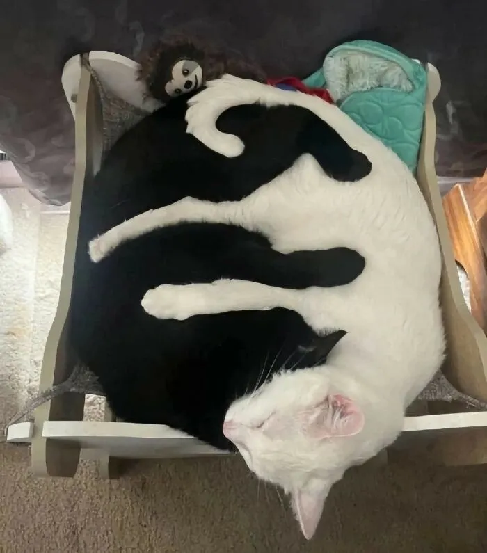 37 Momentos divertidos con gatos que había que compartir