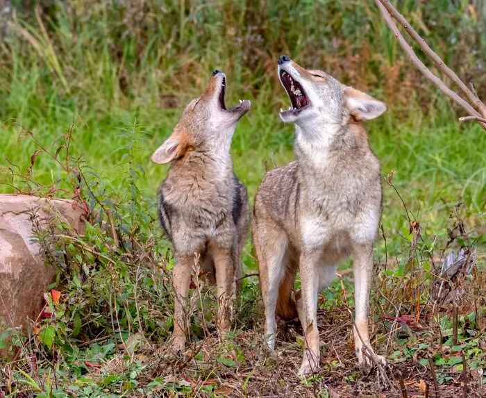 28 Of The Creepiest Yet True Stories About The Most Daunting Sounds Ever Heard By Folks At Night