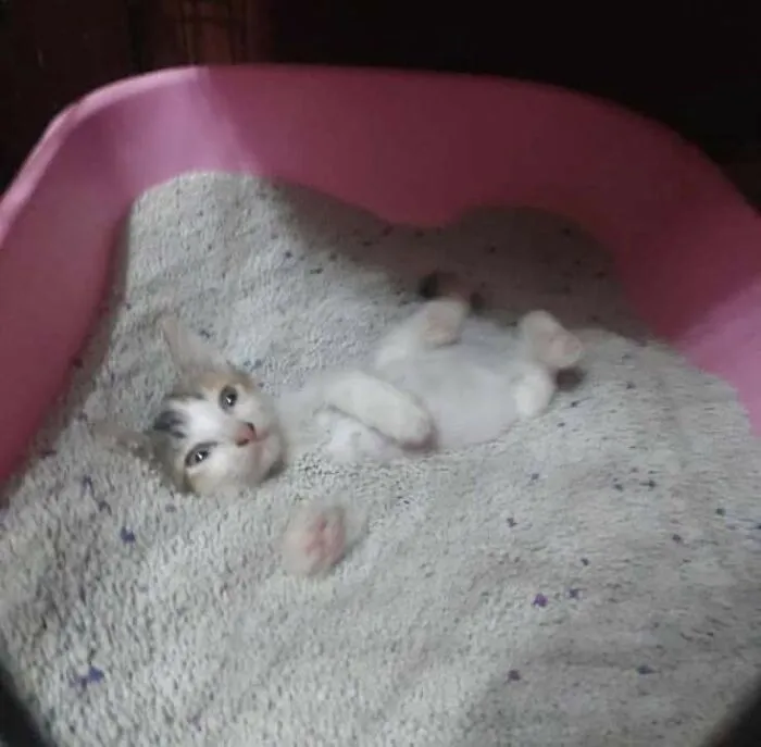 Gato divertido acostado en caja de arena, mostrando momentos divertidos con gatos para compartir y disfrutar.